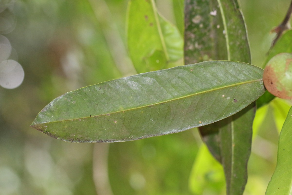 Garcinia xanthochymus Hook.f. ex T.Anderson